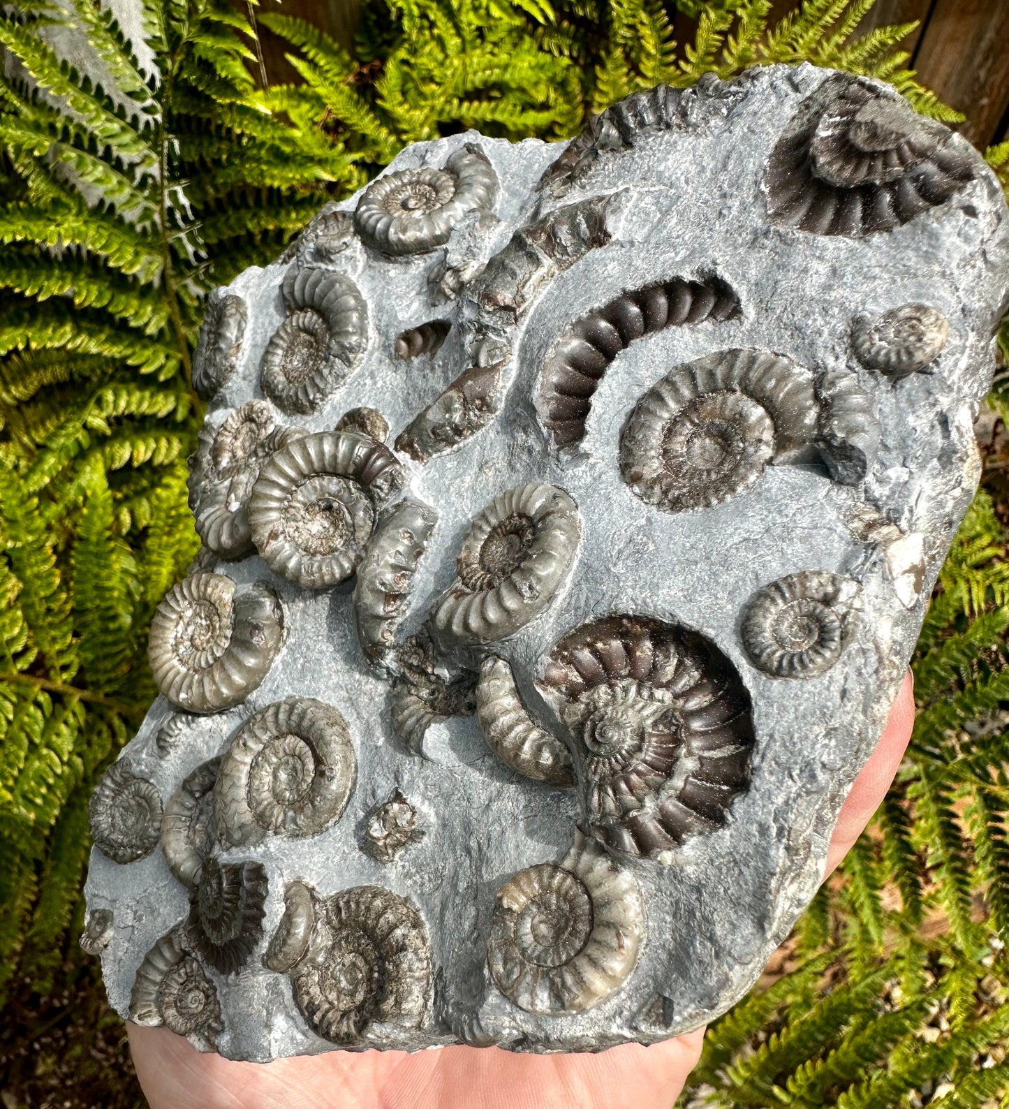 Arnioceras Semicostatum ammonite multi block fossil, Holderness coast, East Yorkshire, England