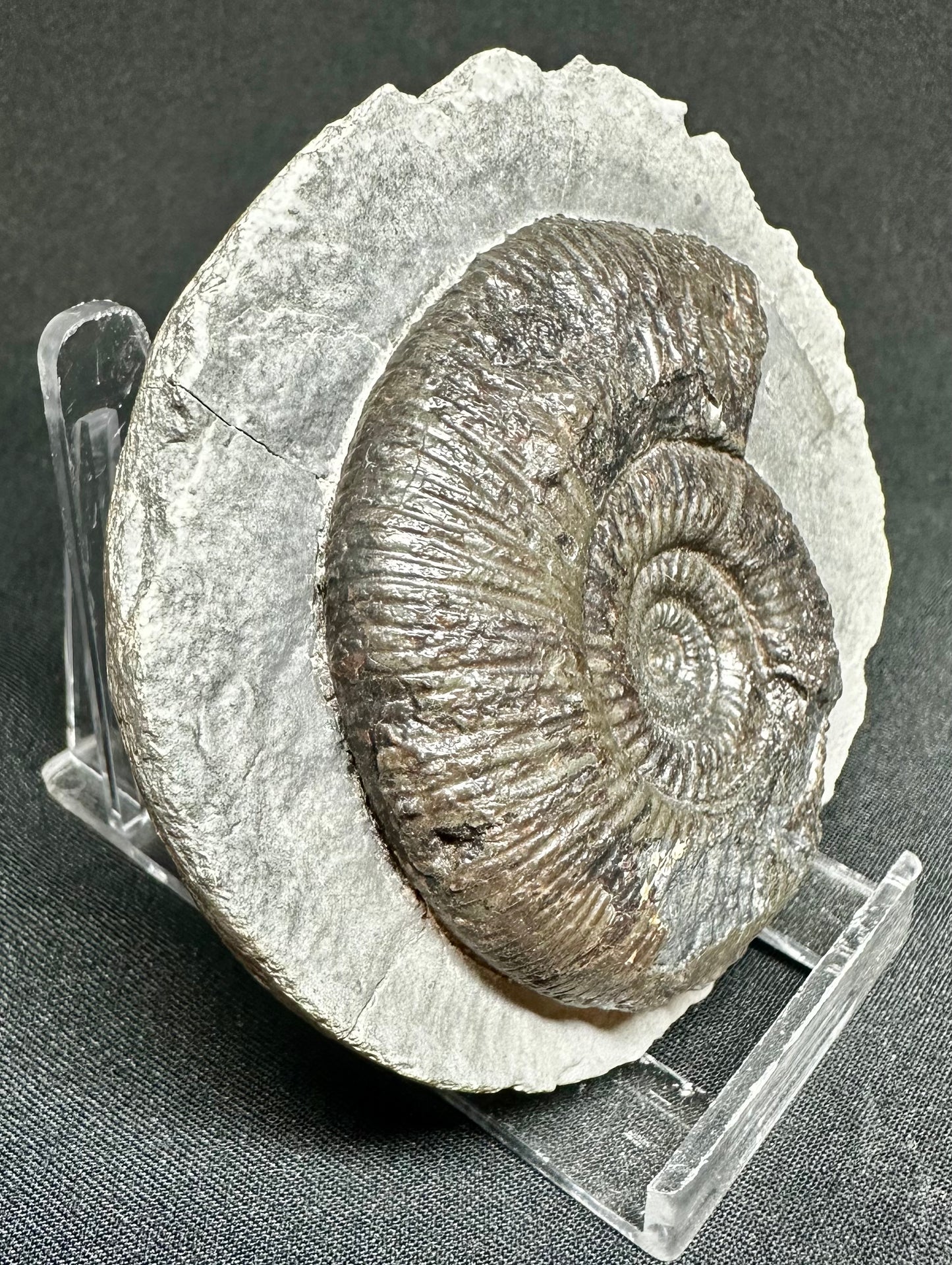 Dactylioceras semicelatum ammonite fossil - Whitby, North Yorkshire Jurassic Coast