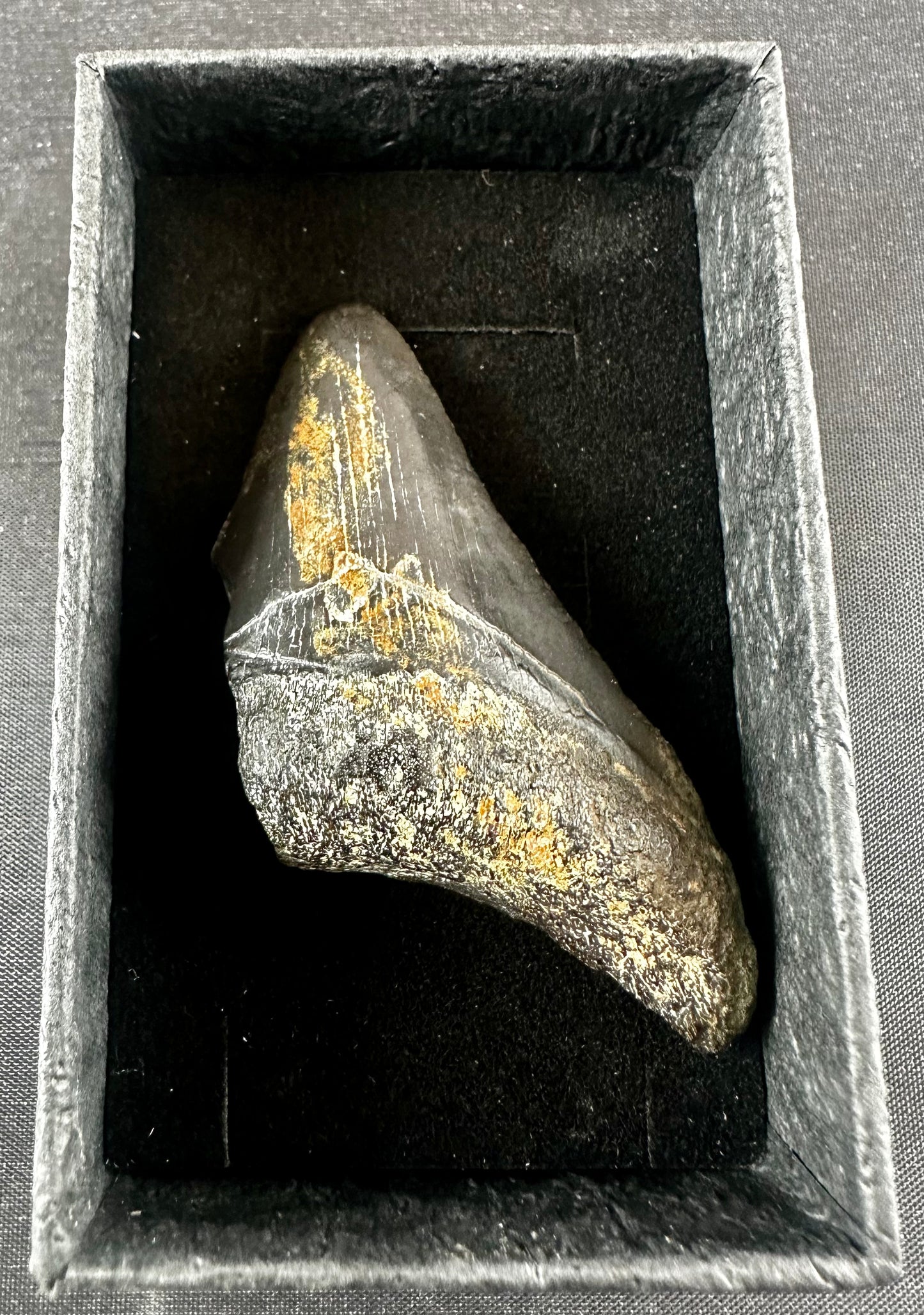 Megalodon Shark Tooth - Miocene - South Carolina - USA