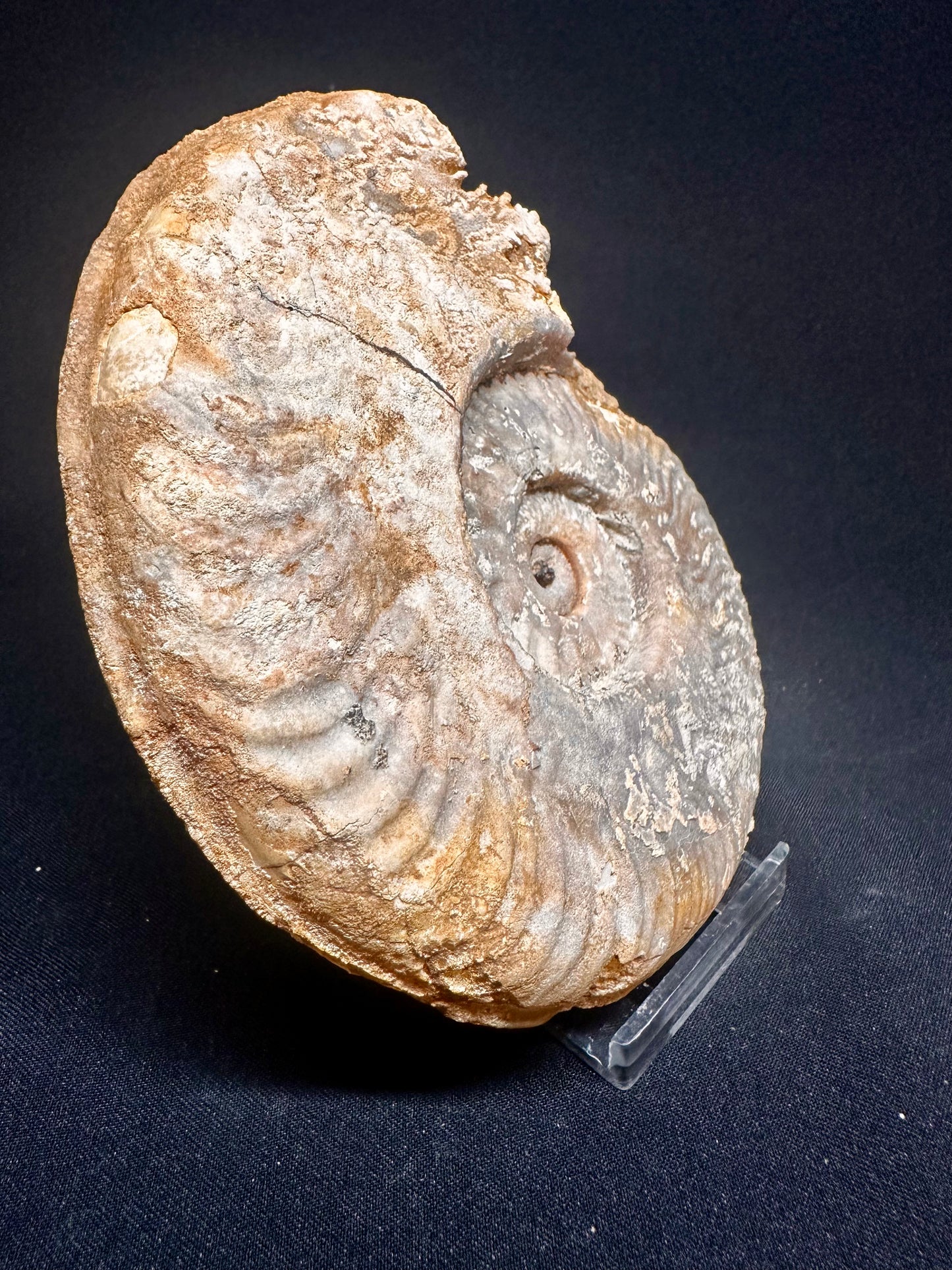 Harpoceras Ammonite sp