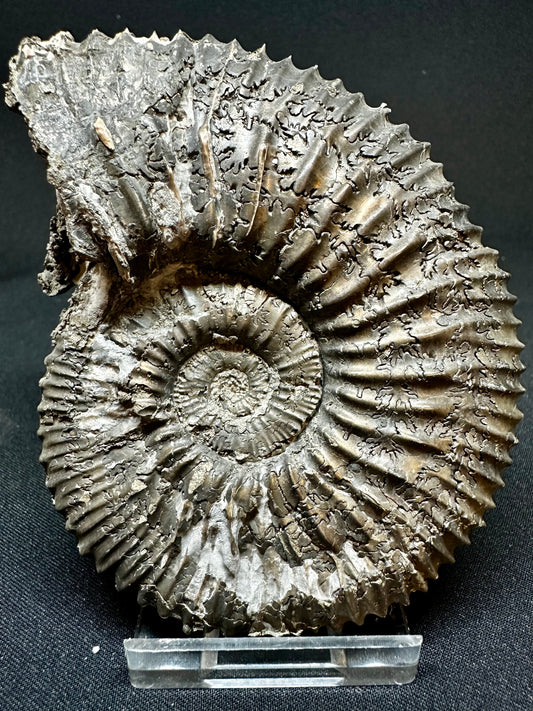 Kosmoceras Spinosum Macroconch Ammonite