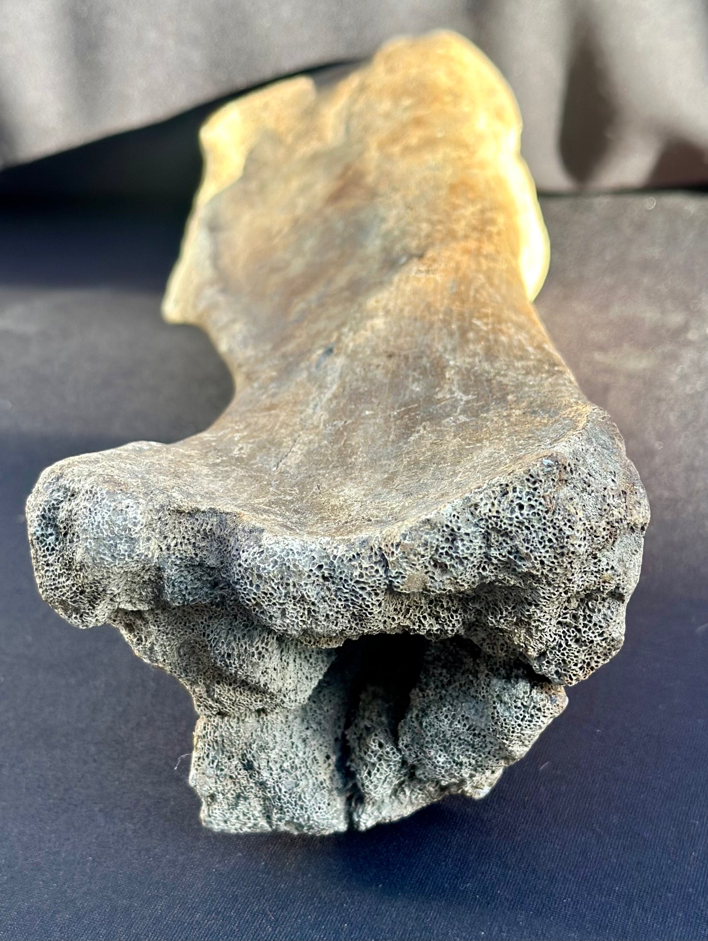 Woolly Rhino Leg Bone