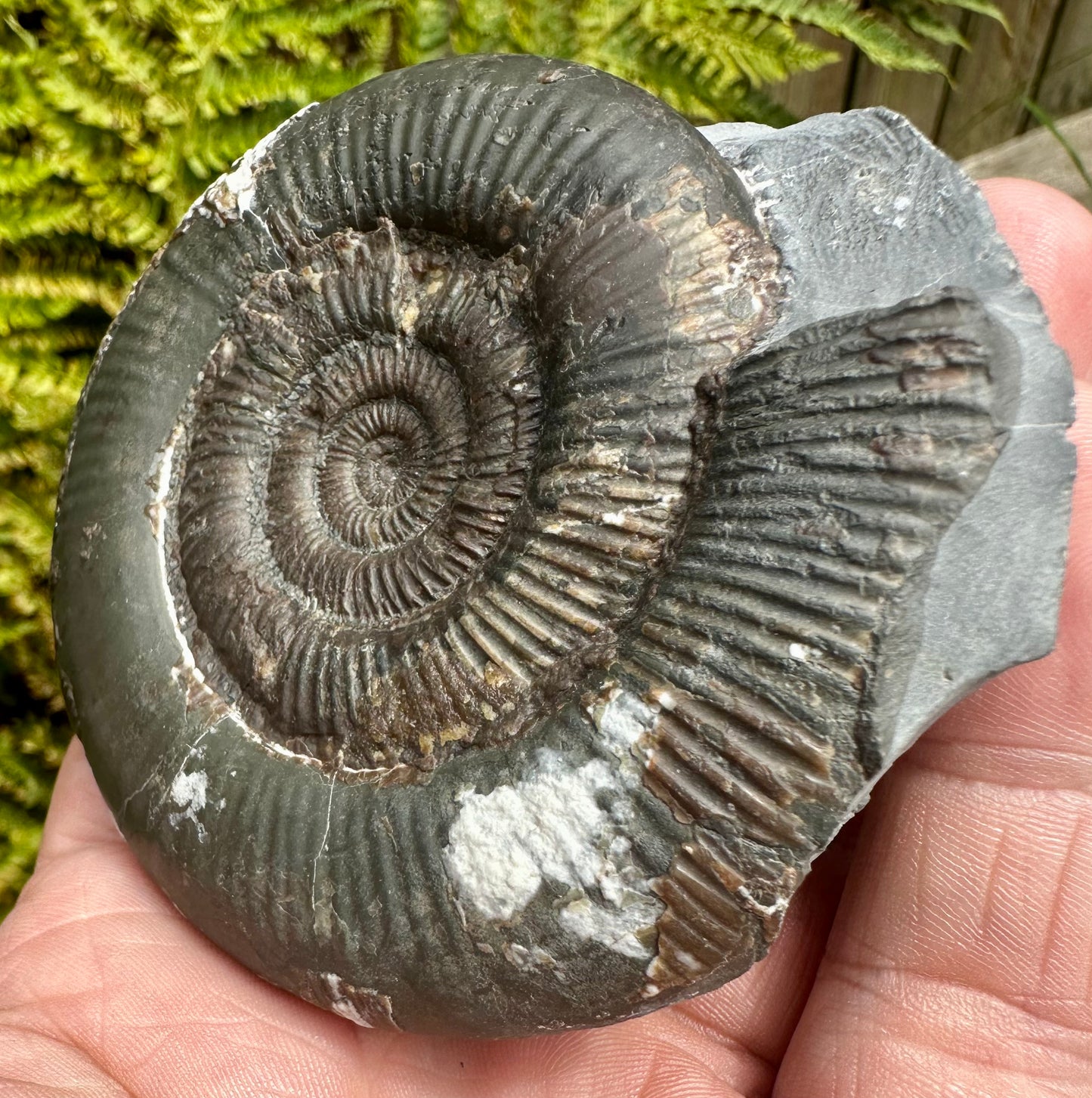 Dactylioceras Tenuicostatum ammonite fossil - Whitby, North Yorkshire, England