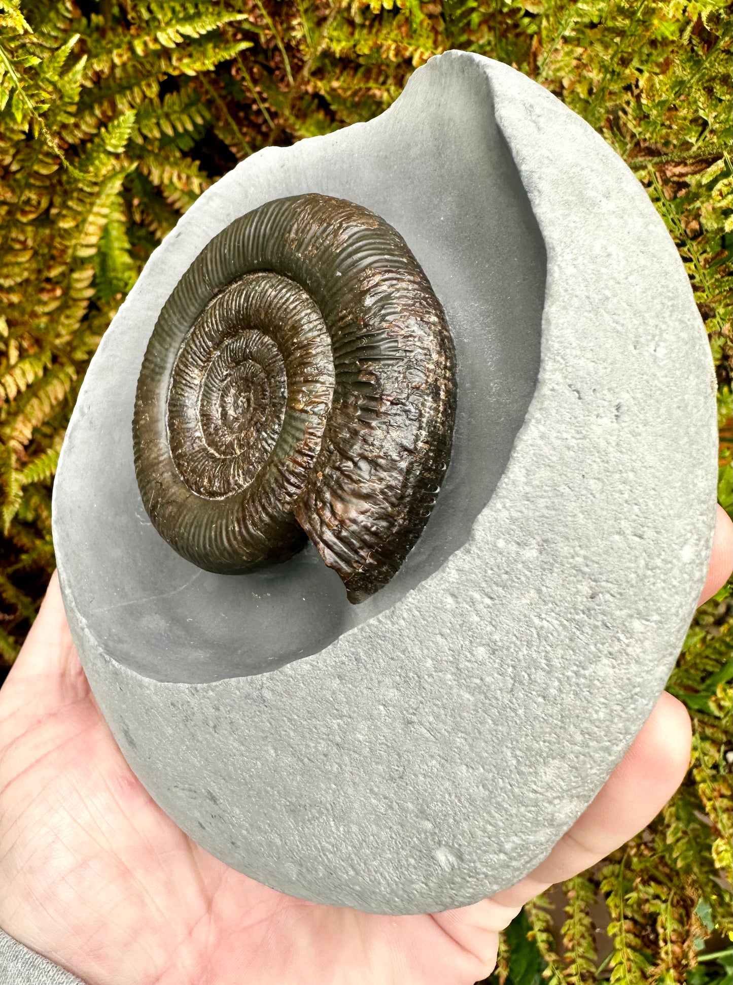 Dactylioceras Tenuicostatum Ammonite Fossil - Whitby, North Yorkshire.