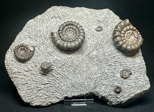 Rare Lower Lias, Lower Jurassic Ammonite from Robin Hood’s Bay, North Yorkshire, England                     Echioceras raricostatum