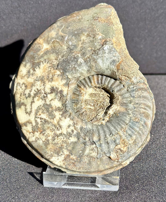 Eparietites Ammonite Scunthorpe.
