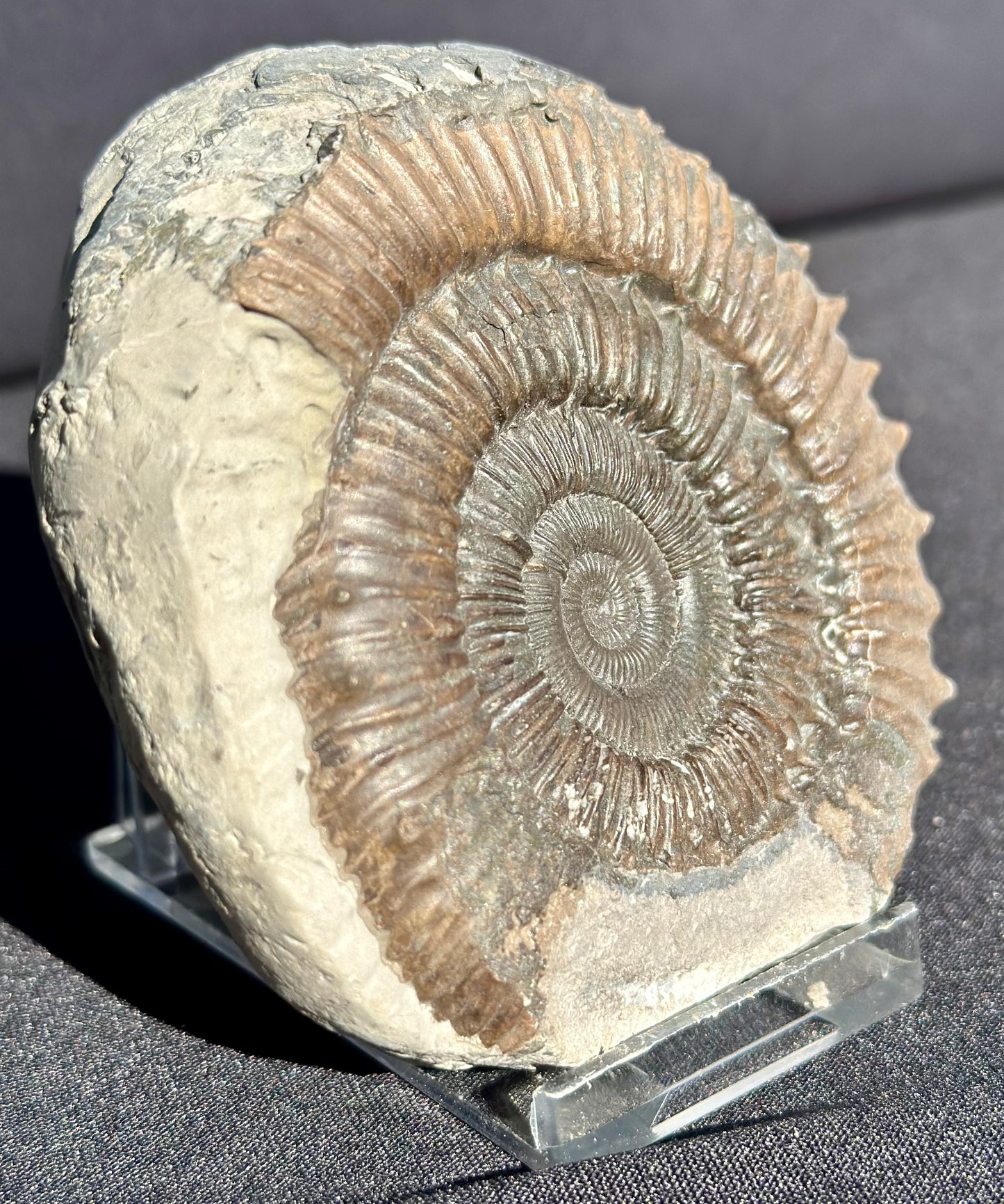 Peronoceras Ammonite
