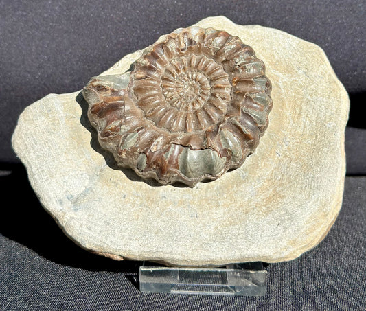 Androgynaceras Ammonite