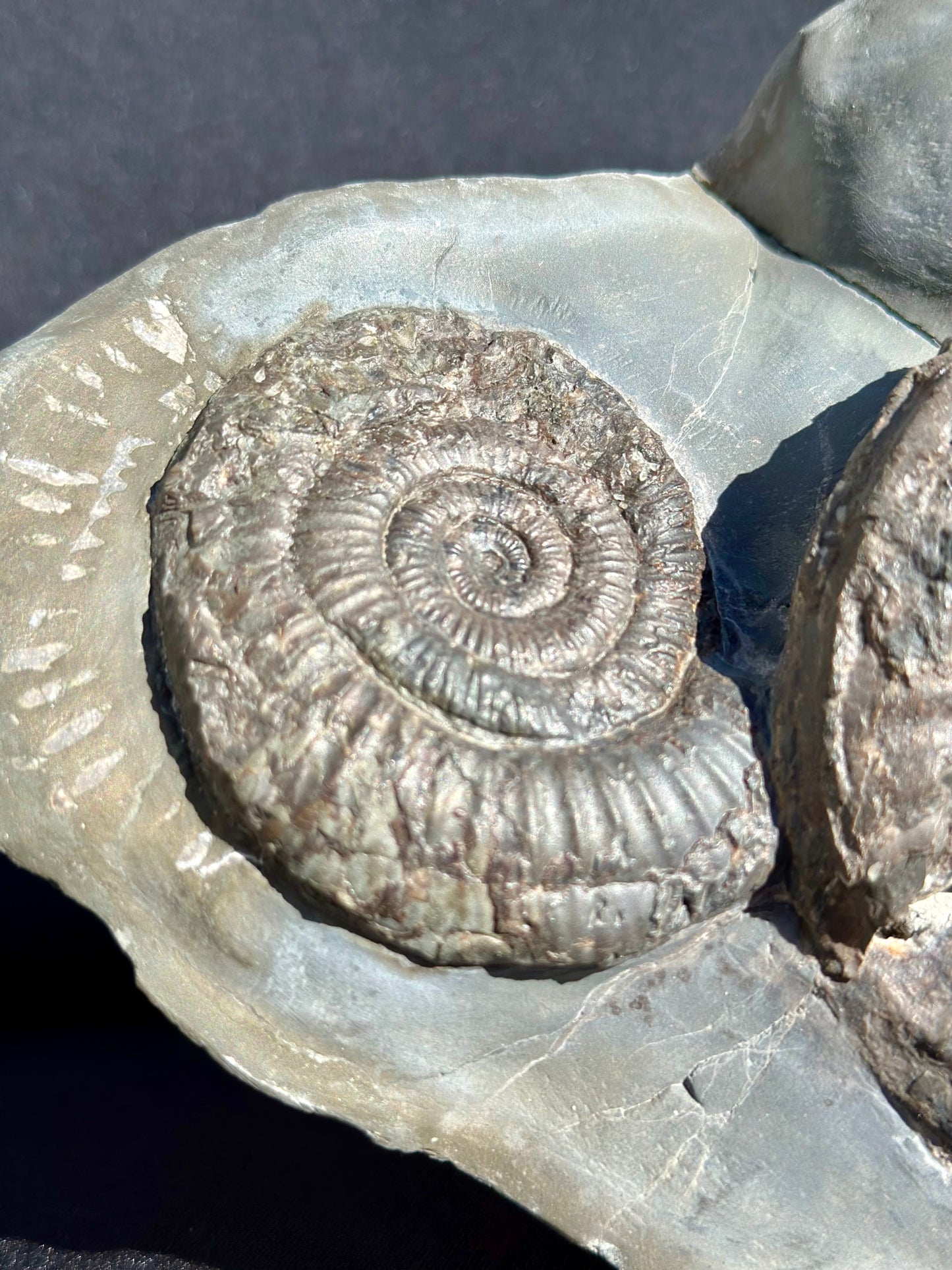 Hildoceras and Dactylioceras combo