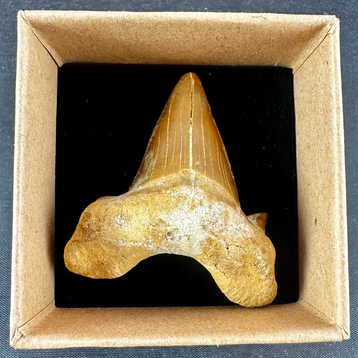 Otodus Obliquus Shark Tooth