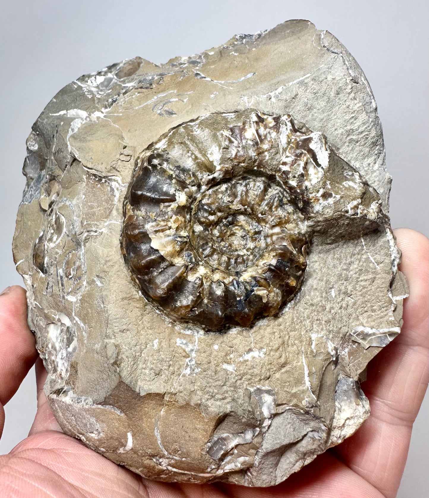 Pleuroceras sp. Ammonite fossil, Jurassic Coast, North Yorkshire.