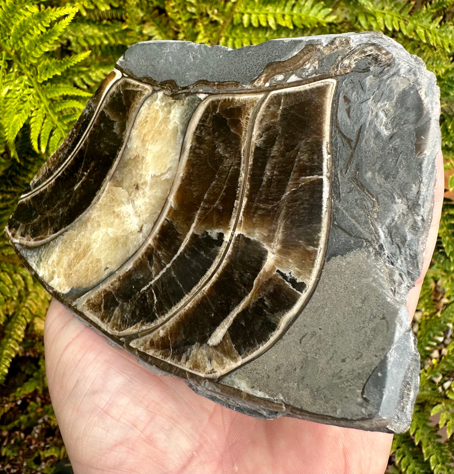 Polished Ammonite Fragment Mappleton, East Yorkshire, England