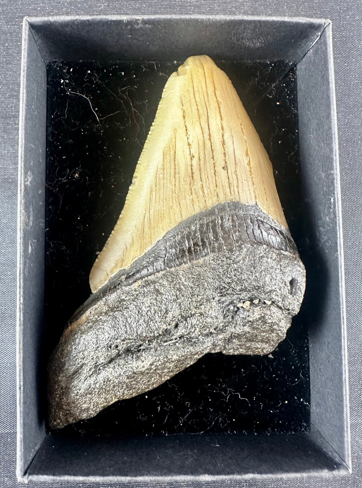 Megalodon Shark Tooth - Miocene - South Carolina - USA