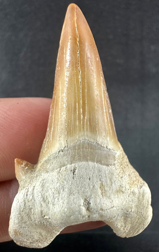 Otodus Obliquus Shark Tooth