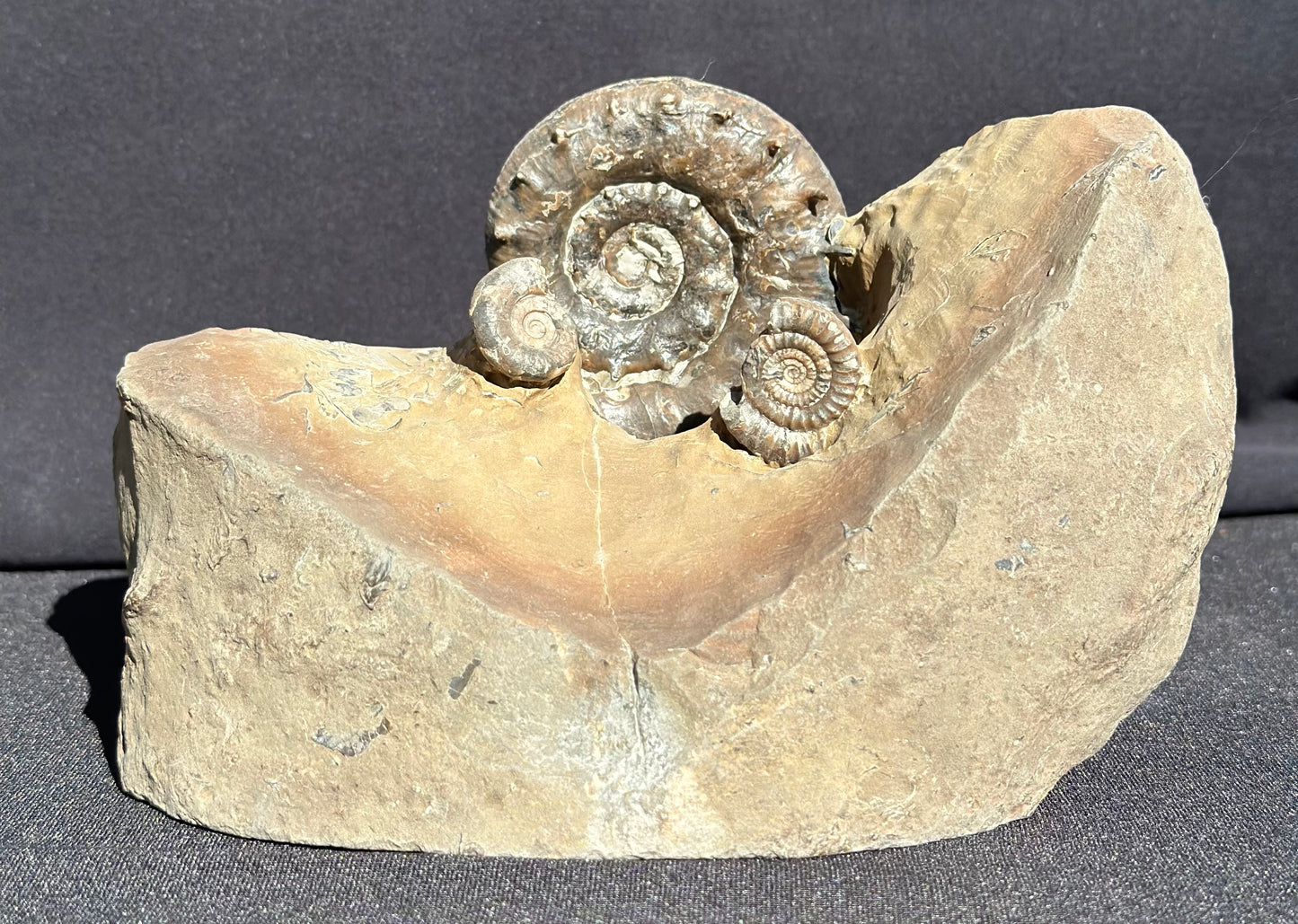 Eteoderoceras Ammonite RARE