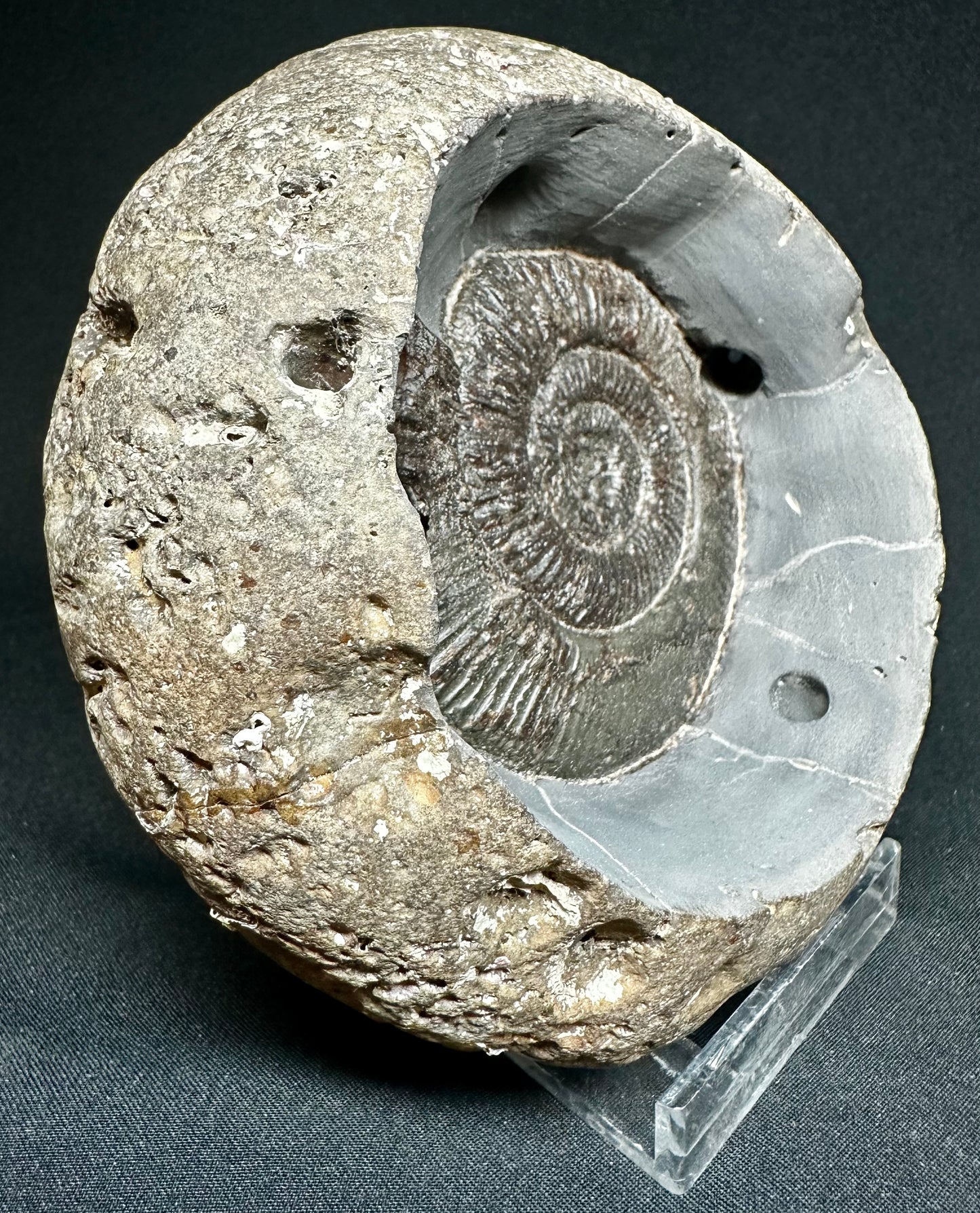 Bowled out specimen. Dactylioceras semicelatum ammonite fossil - Whitby, North Yorkshire Jurassic Coast