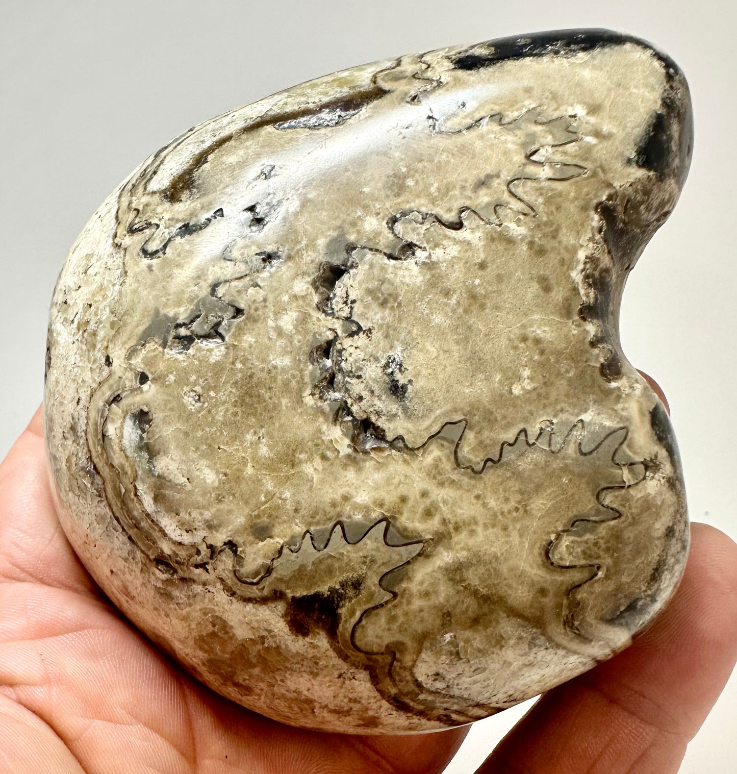 Ammonite Fragment Suture Stone, Polished, Jurassic Age, Yorkshire Coast.