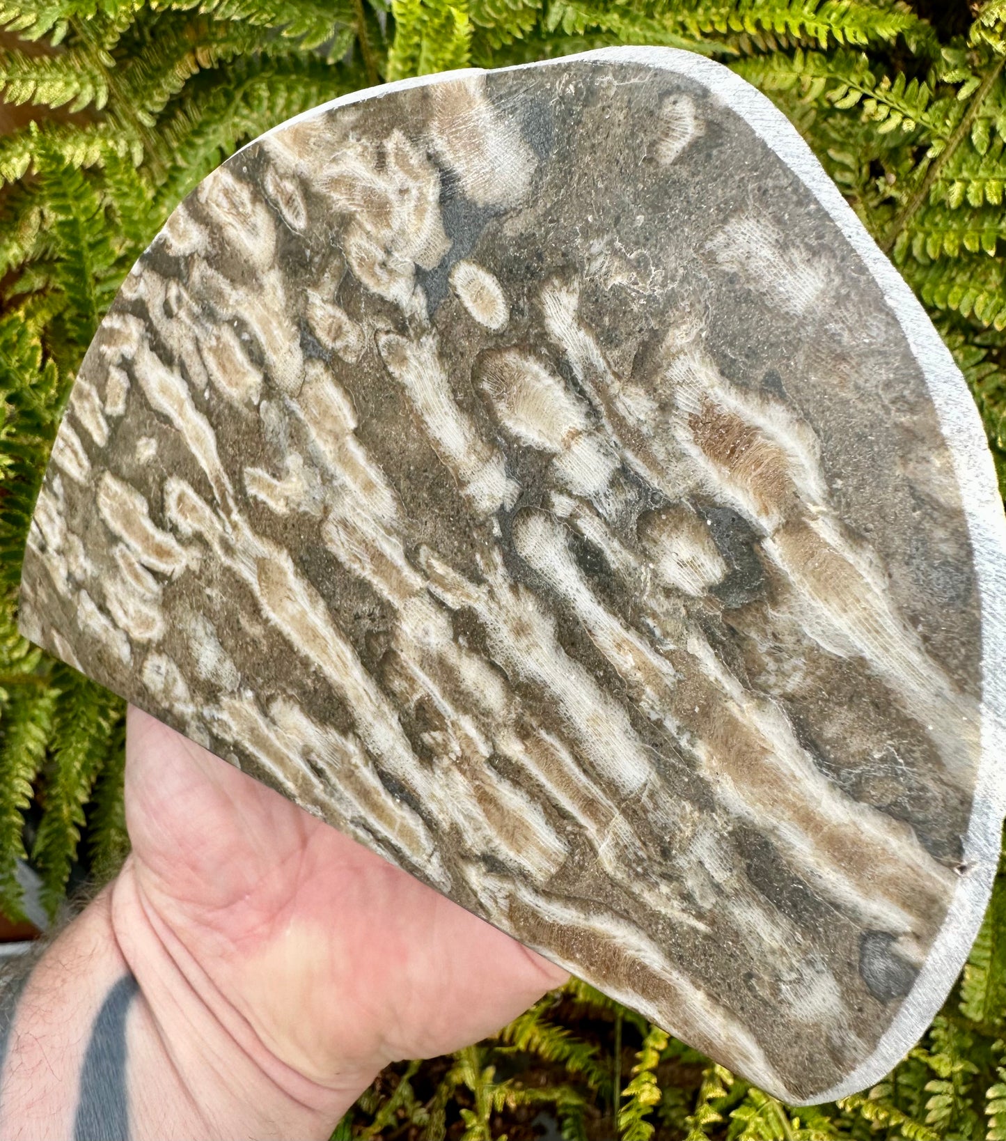 Carboniferous Coral Polished, Mappleton, Holderness Coast, East Yorkshire, England