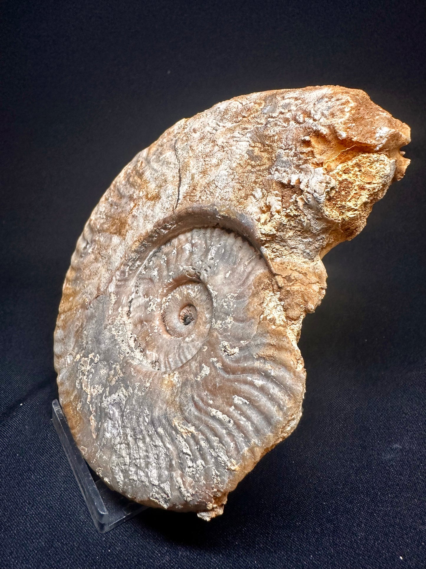 Harpoceras Ammonite sp