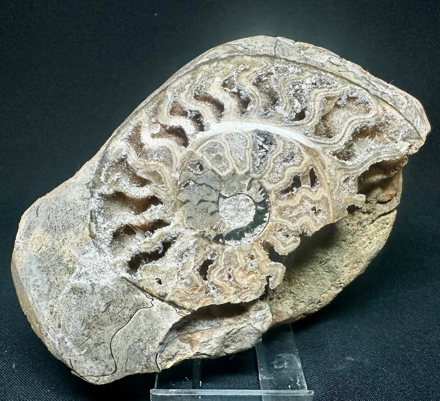 Polished Harpoceras Ammonite