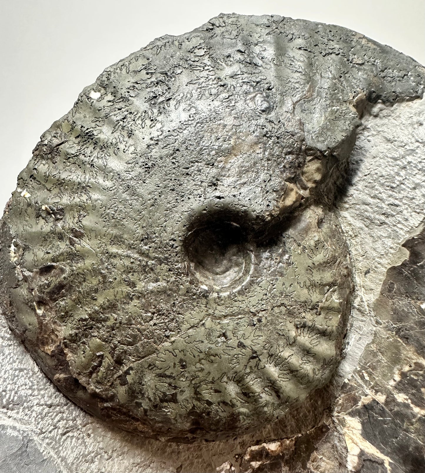 Pseudolioceras Ammonite, Jurassic Coast, North Yorkshire, Whitby.