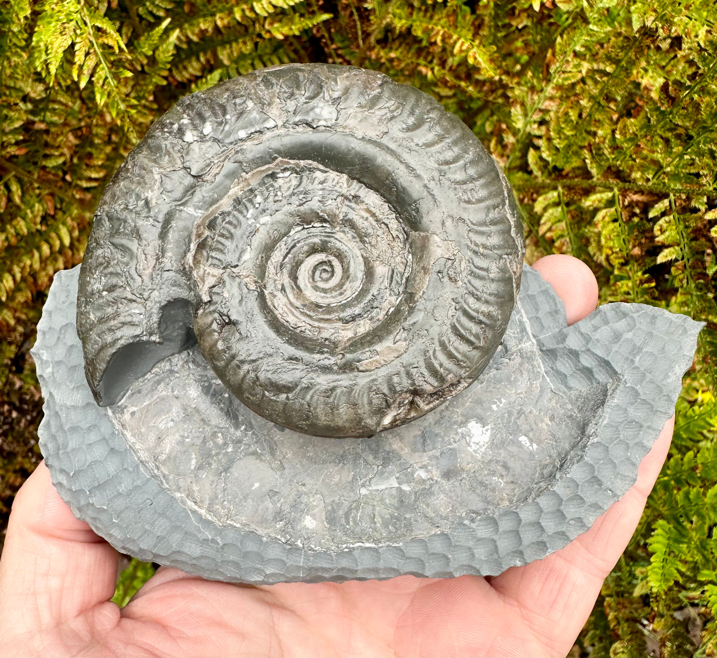 Hildoceras bifrons ammonite fossil - Whitby, North Yorkshire, England.