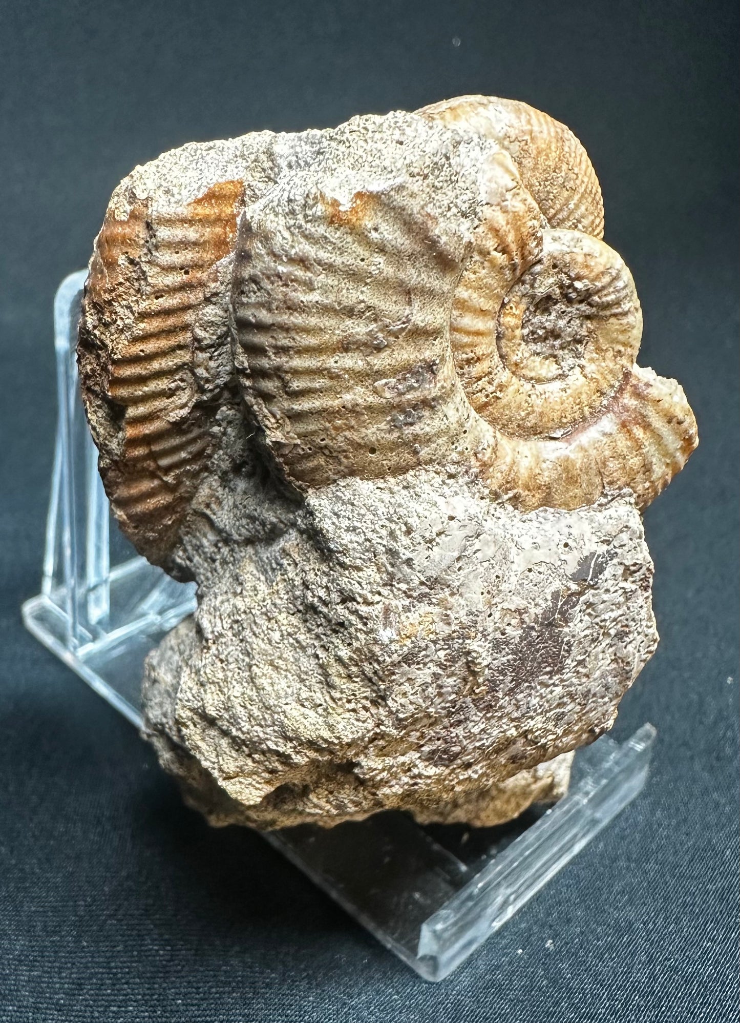 Rare Callovian, Middle Jurassic Ammonite from East Yorkshire, England propranulites so