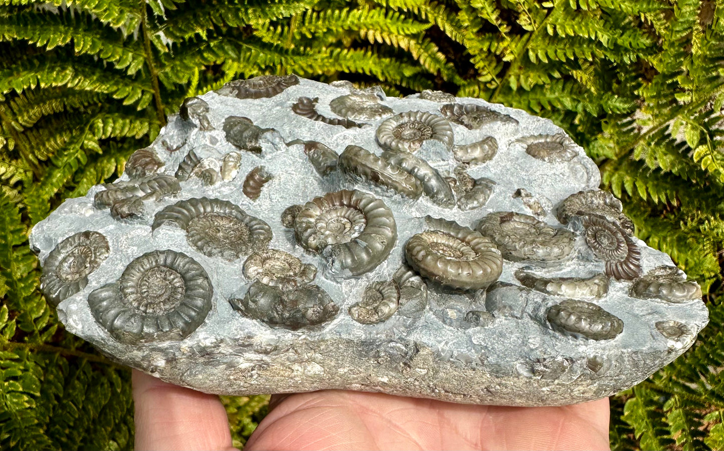 Arnioceras Semicostatum ammonite multi block fossil, Holderness coast, East Yorkshire, England