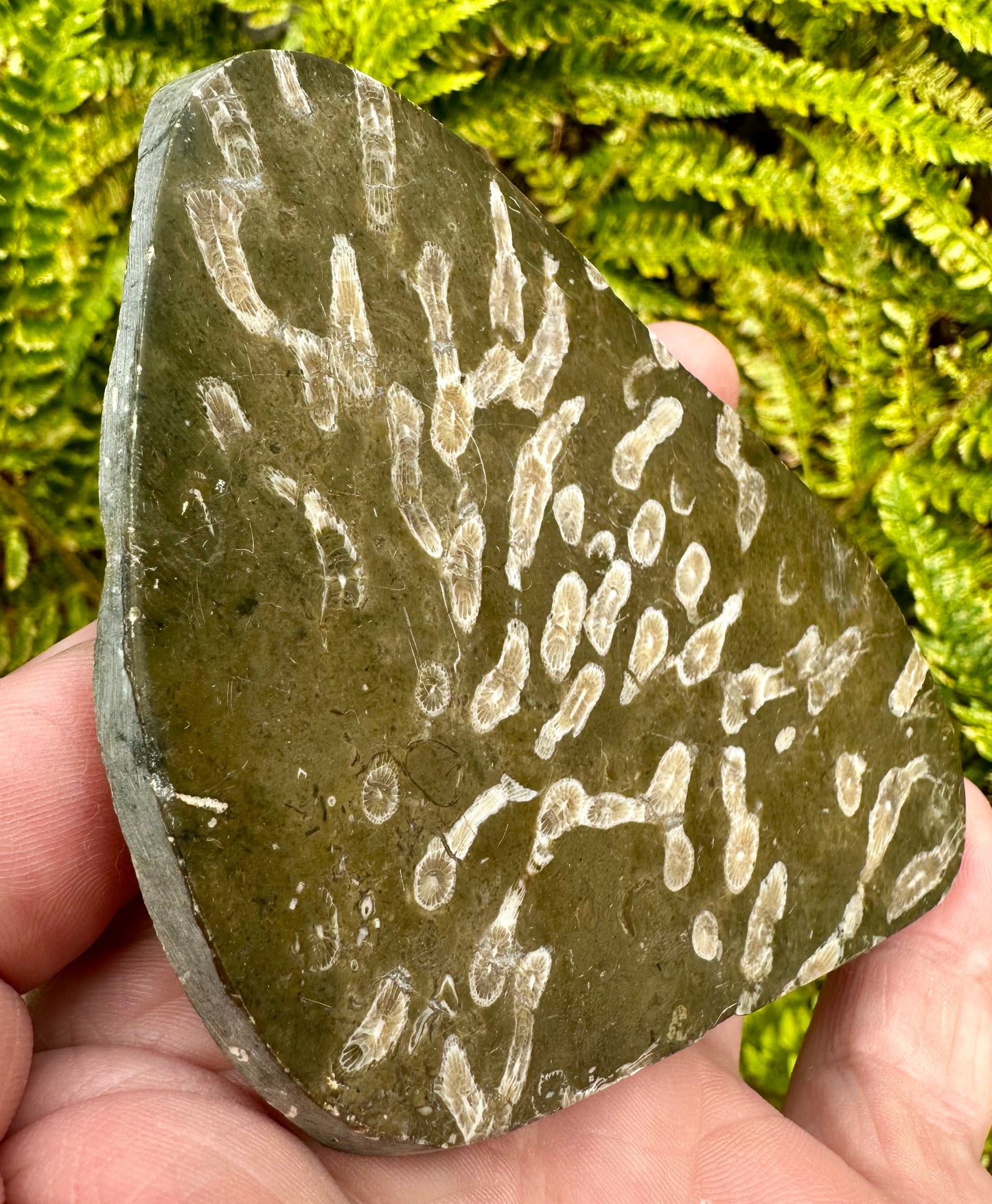 Carboniferous Coral Polished, Mappleton, Holderness Coast, East Yorkshire, England