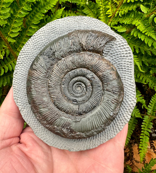 Dactylioceras Tenuicostatum Ammonite Fossil - Whitby, North Yorkshire.