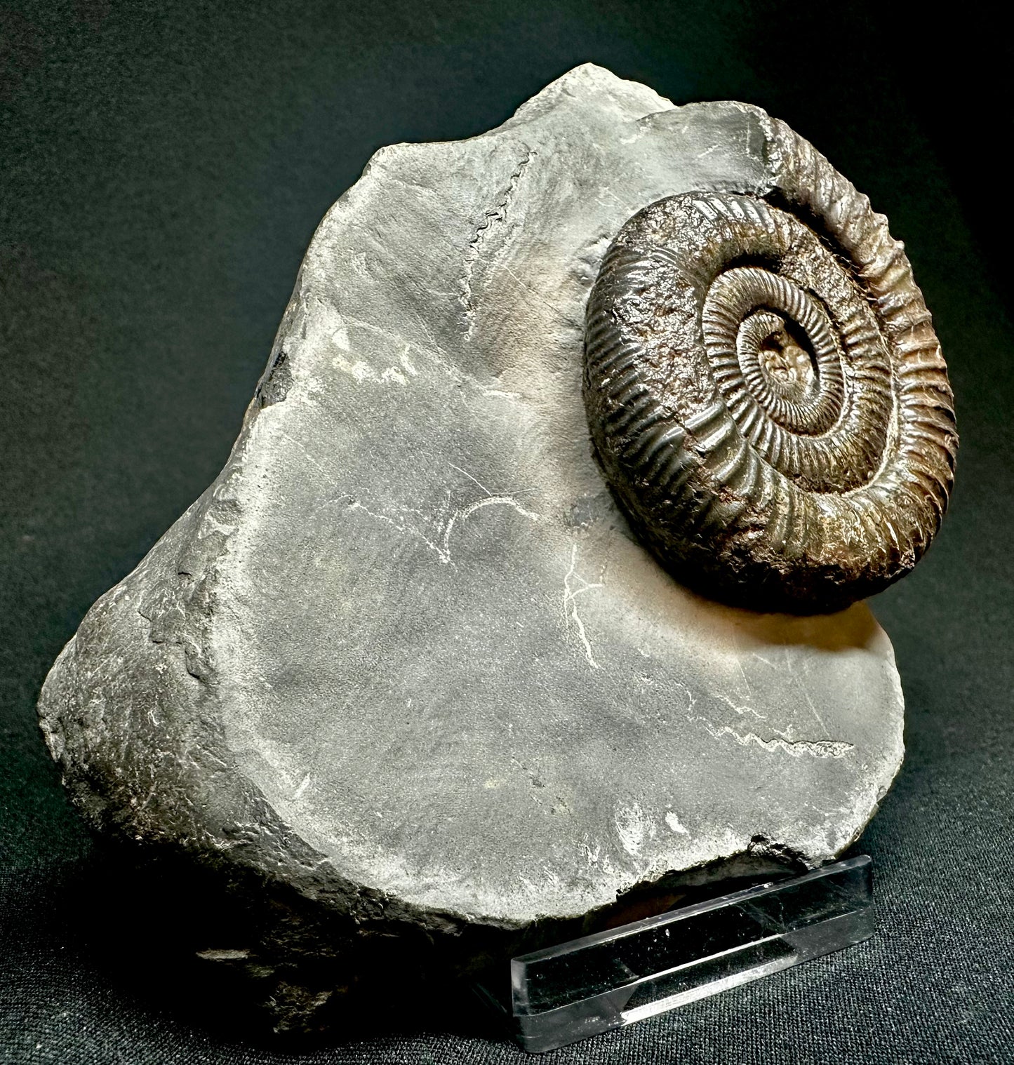 Dactylioceras Ammonite Fossil