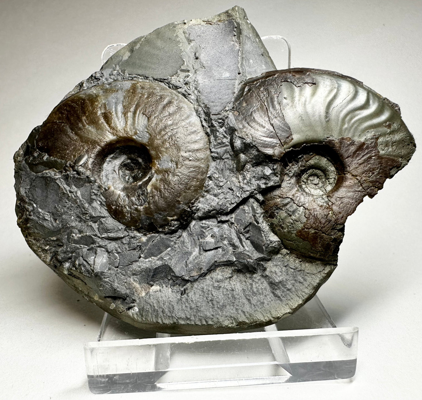 Eleganticeras Elegantulum Ammonite, Jurassic Coast, North Yorkshire, Whitby.