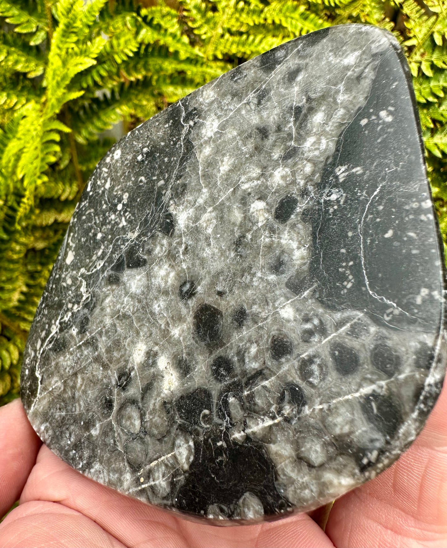 Carboniferous Coral and Crinoid Polished, Mappleton, Holderness Coast, East Yorkshire, England