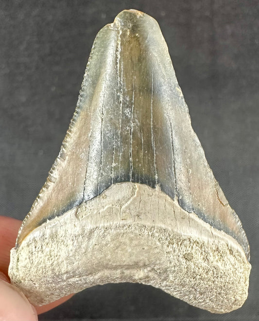 Bone Valley Megalodon Tooth