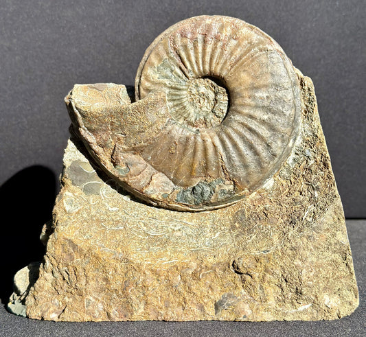 Eparietites Ammonite Scunthorpe
