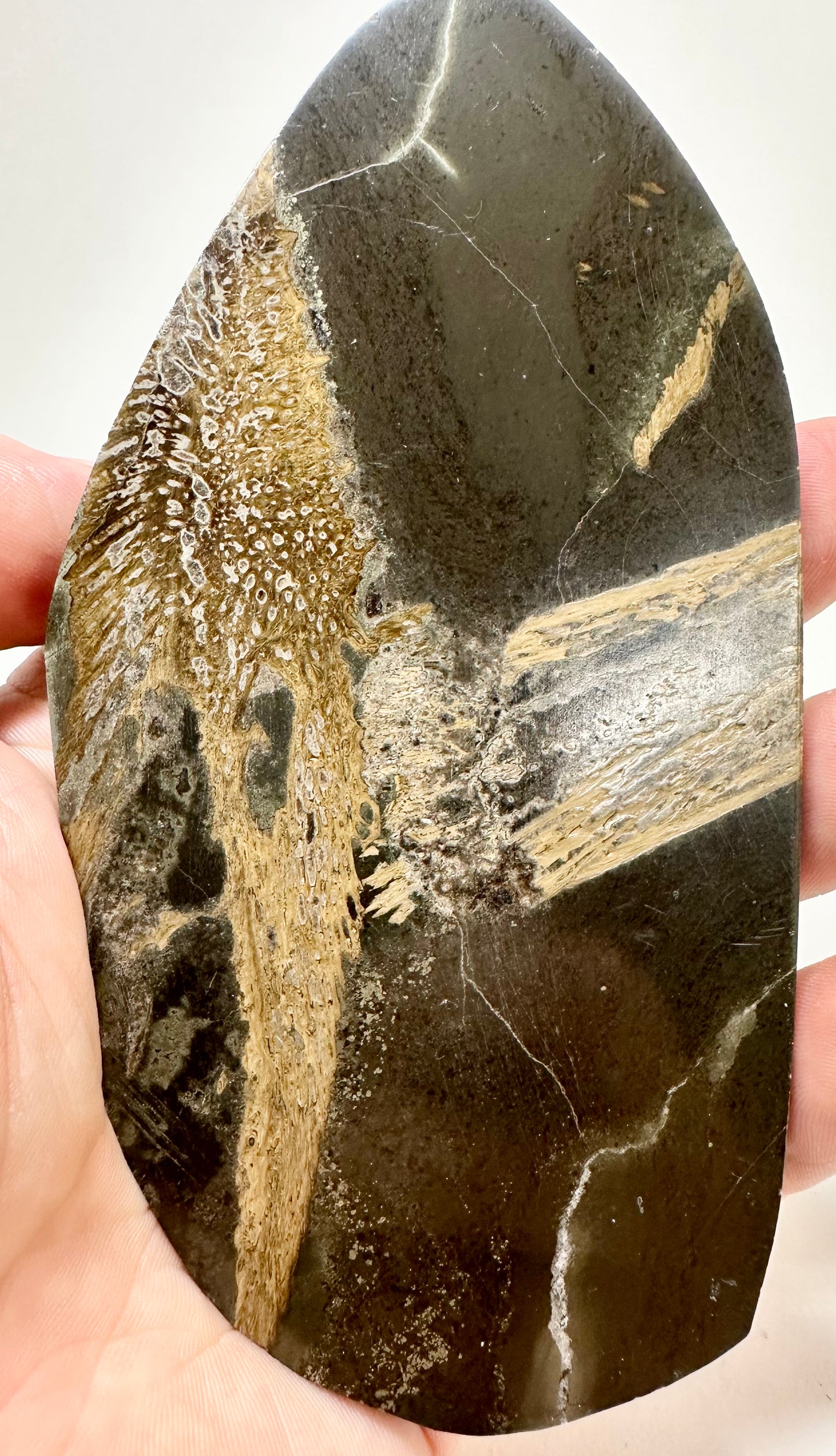 Gyrosteus Fish Bone Fosill, polished, Jurassic Coast, North Yorkshire, Whitby