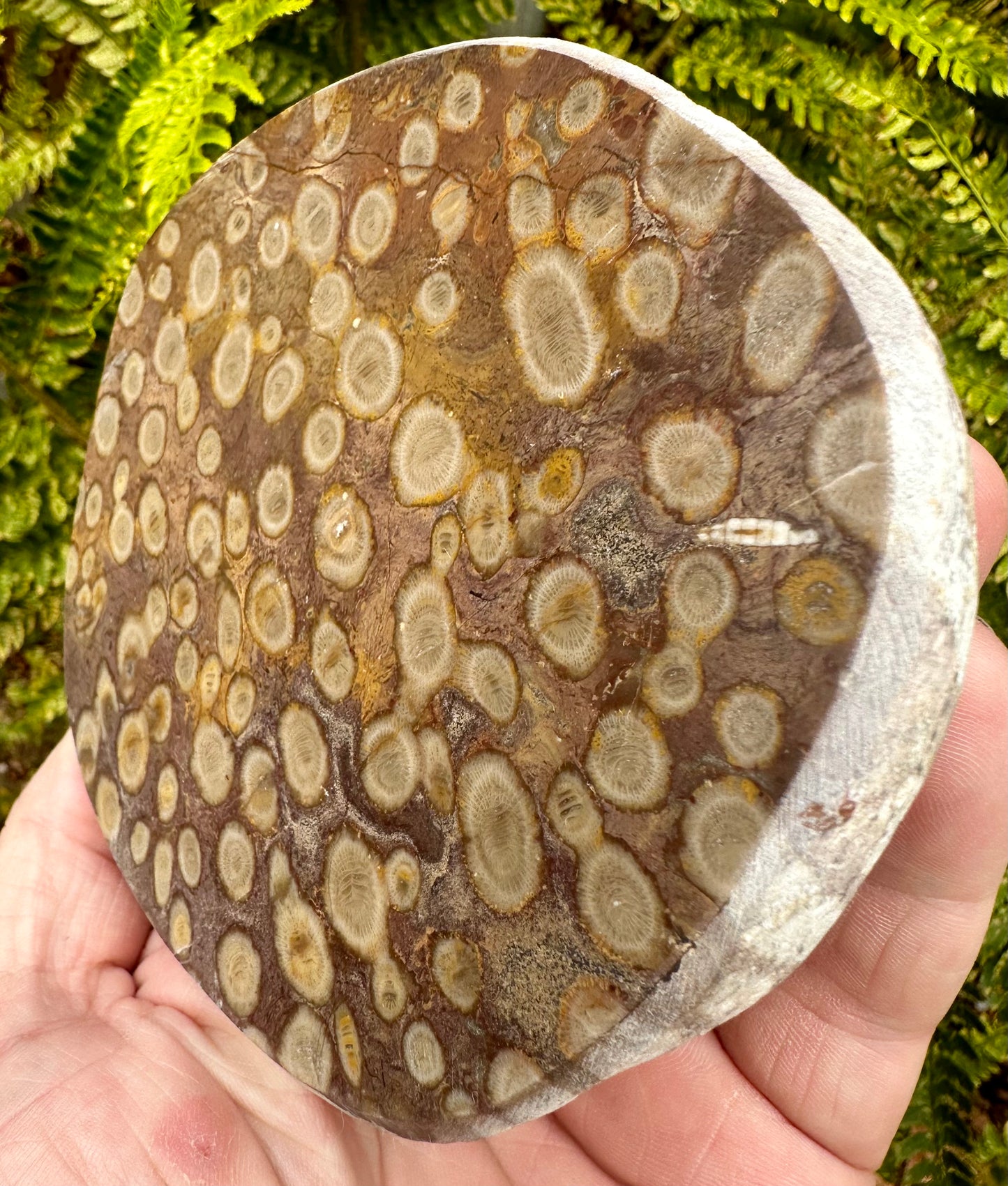 Carboniferous Coral Polished, Mappleton, Holderness Coast, East Yorkshire, England