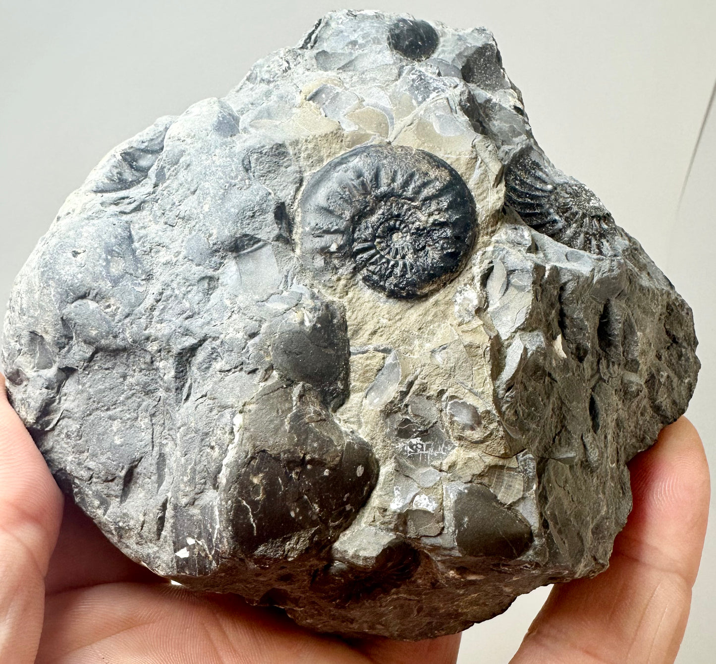 Amaltheus Subnodosus Ammonite Fossil, Jurassic coast, North Yorkshire.
