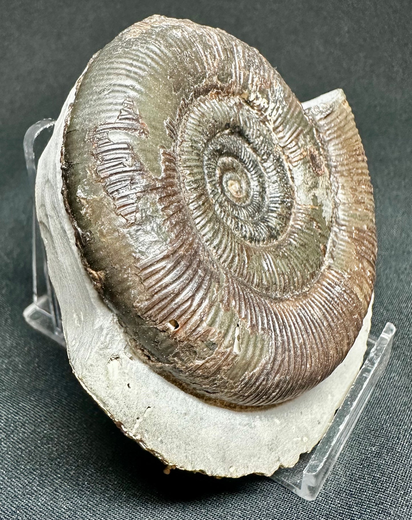 Dactylioceras Tenuicostatum ammonite fossil - Whitby, North Yorkshire, England