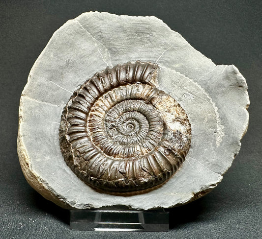 Dactylioceras Ammonite Fossil