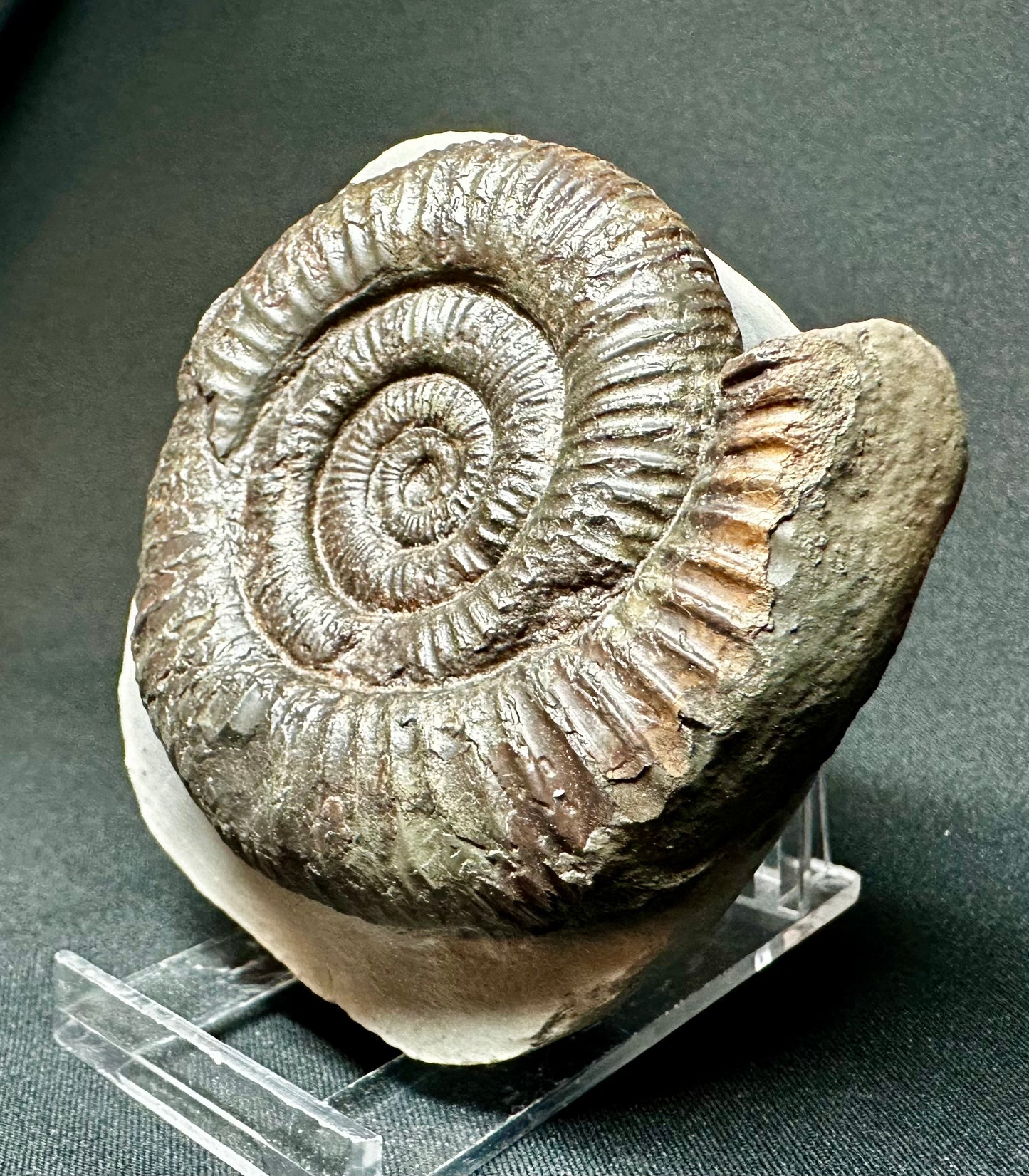 Dactylioceras Ammonite Fossil