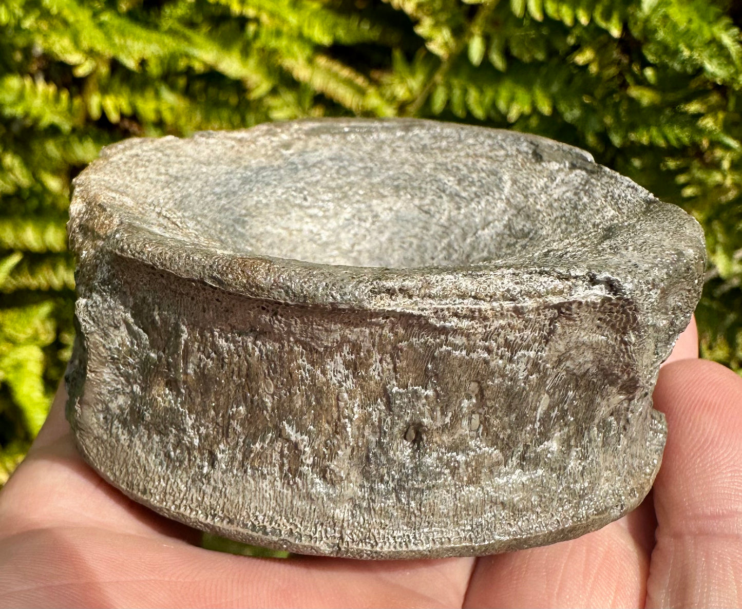 Ichthyosaur vertebra in nodule    - Whitby, North Yorkshire Coast