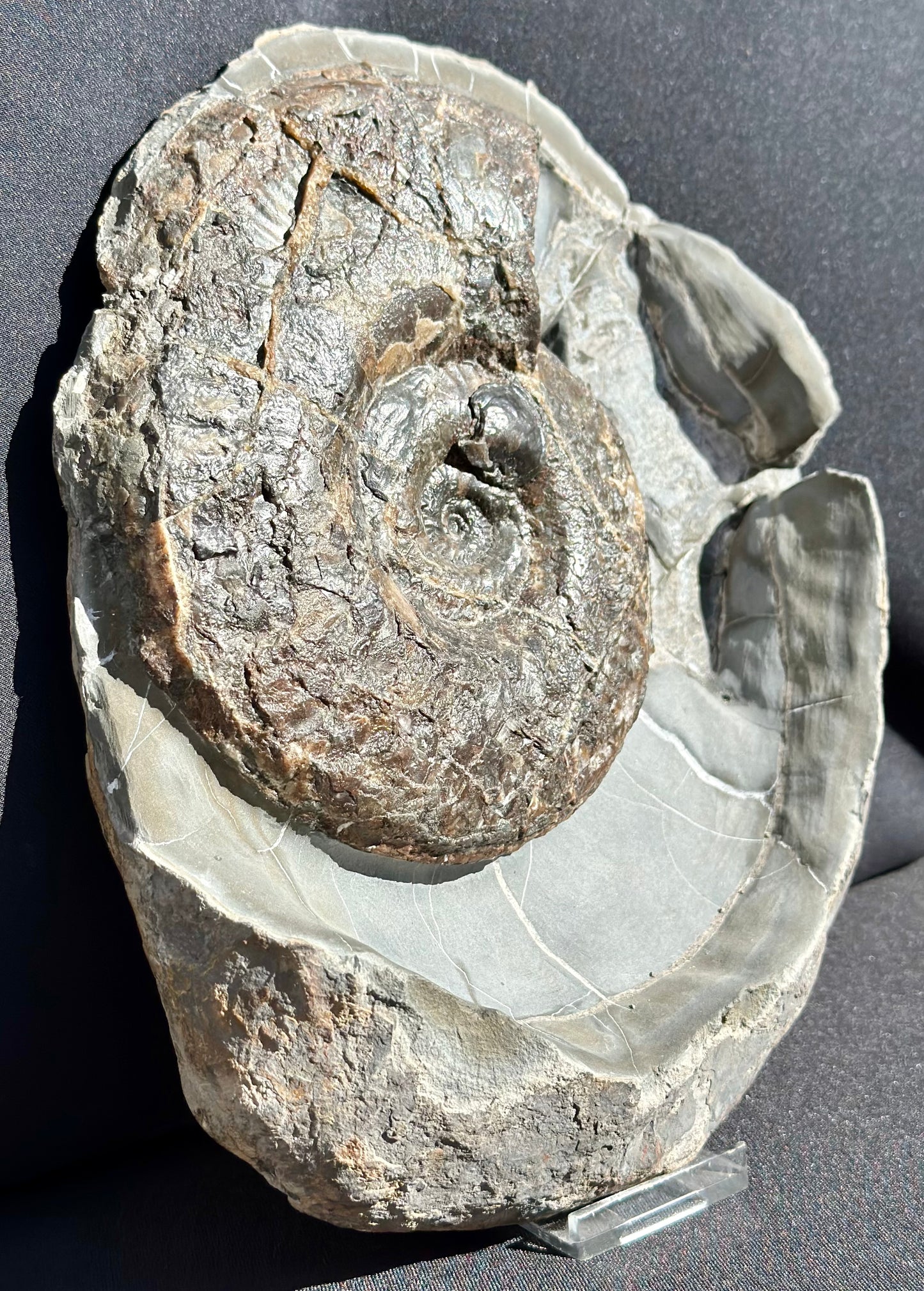 Ovaticeras Ammonite