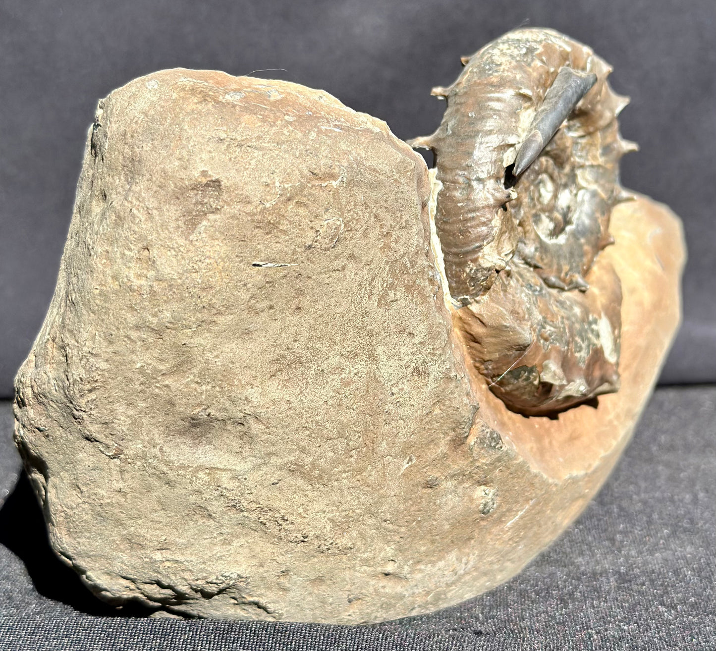 Eteoderoceras Ammonite RARE