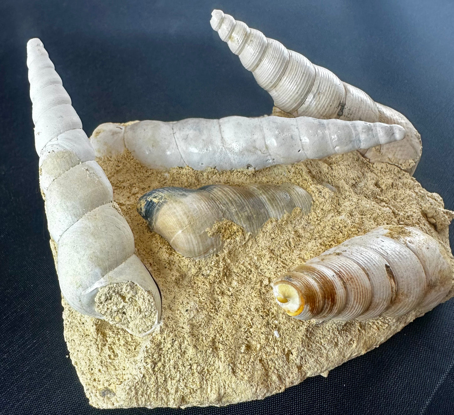 Gastropod fossil (Haustator) cluster, Damery, France