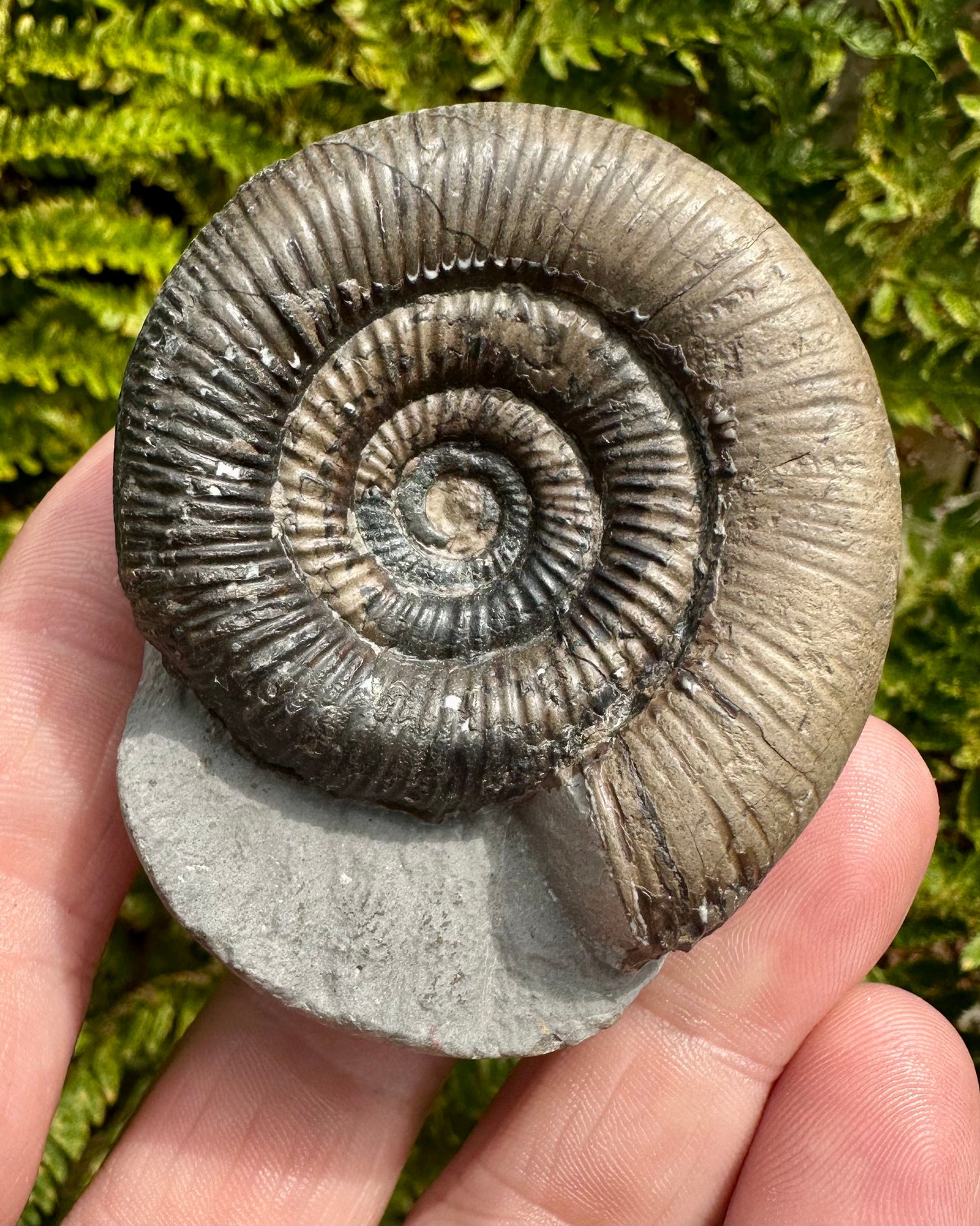 Dactylioceras Tenuicostatum ammonite fossil - Whitby, North Yorkshire, England.