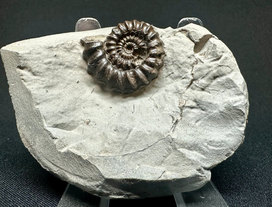 Lower Jurassic, Lower Lias Ammonite from Robin Hoods’s Bay, North Yorkshire, England Gagaticeras gagateum