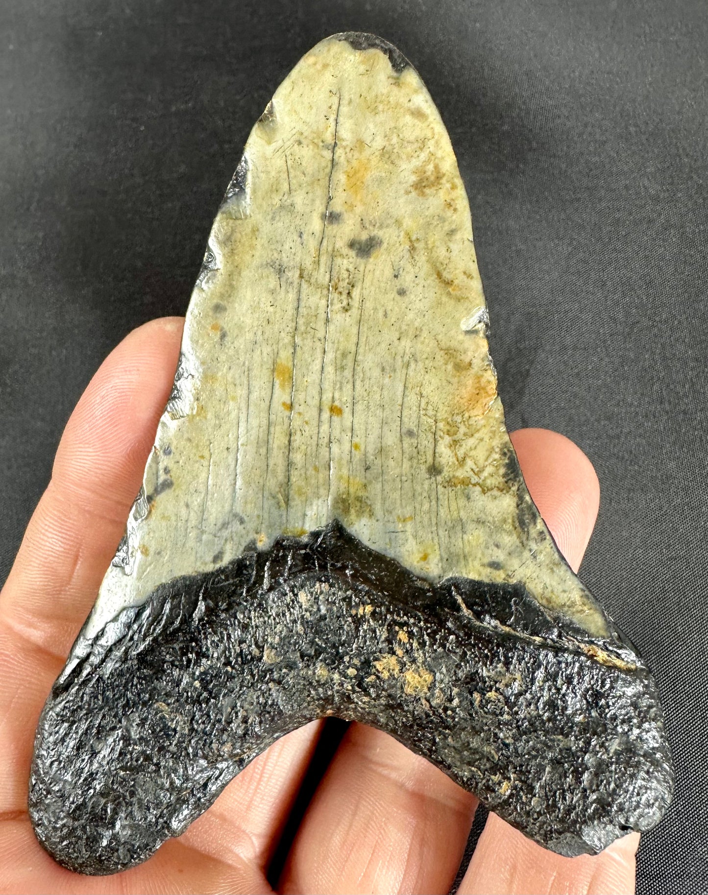 Megalodon Shark Tooth - Miocene - South Carolina - USA