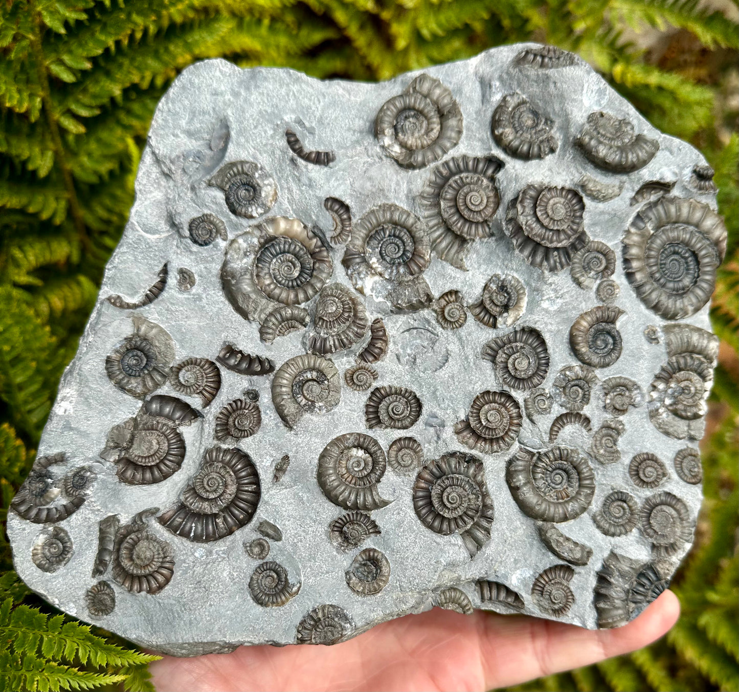 Arnioceras Semicostatum ammonite multi block fossil, Holderness coast, East Yorkshire, England