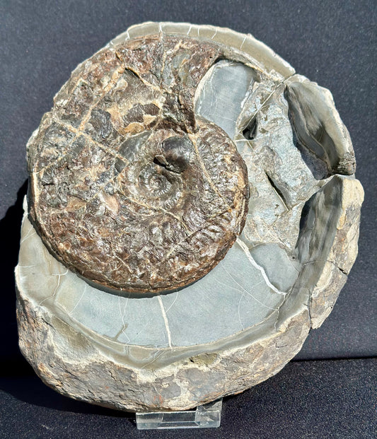 Ovaticeras Ammonite
